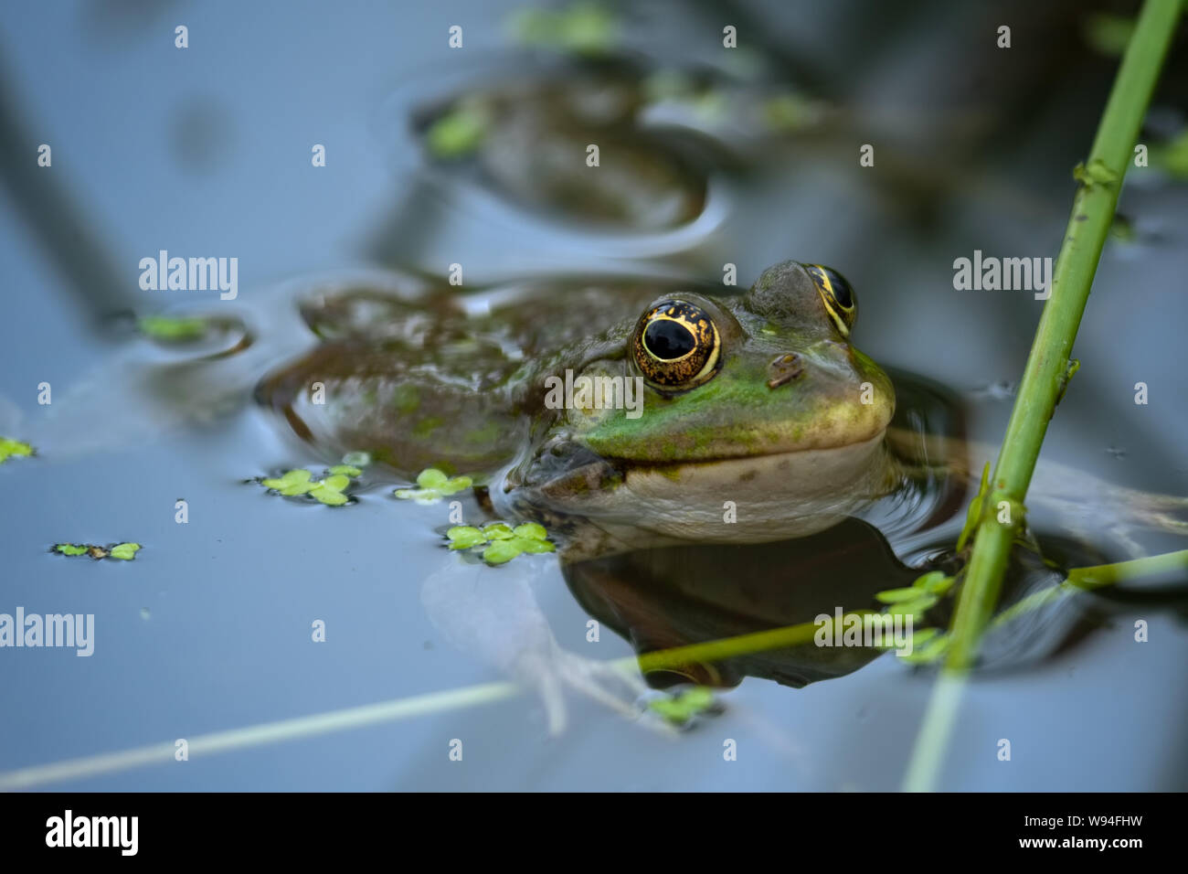 La grenouille des marais se reposant dans un étang Banque D'Images