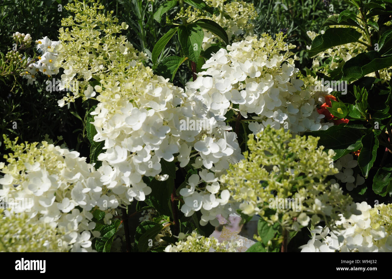 Bush hortensia à fleurs blanches, Hydrangea paniculata, dans la lumière du  soleil Photo Stock - Alamy