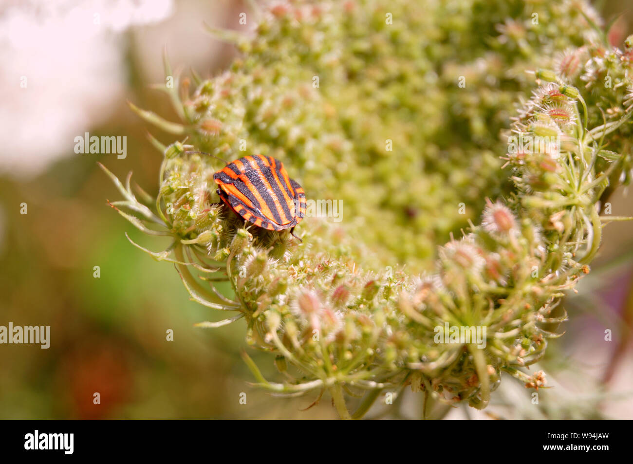 Striped bug ou bogue ménestrel, graphosoma lineatum, sur la tête de daucus carrota, la carotte sauvage Banque D'Images