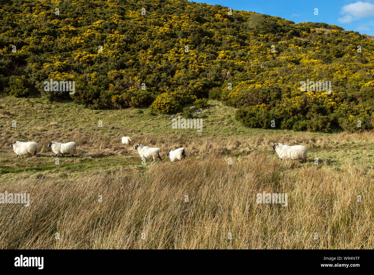 La montagne des Highlands écossais Blackface, moutons (brebis) Banque D'Images