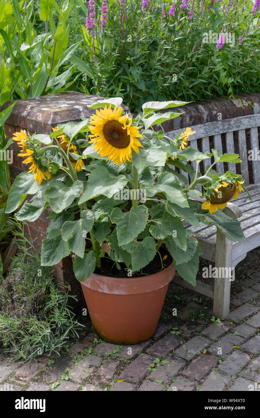 Sunflowers in pots Banque de photographies et d'images à haute résolution -  Alamy