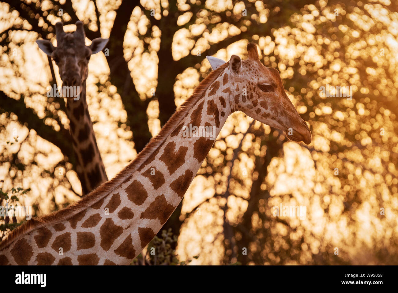 Girafe, Zakouma Tchad Banque D'Images