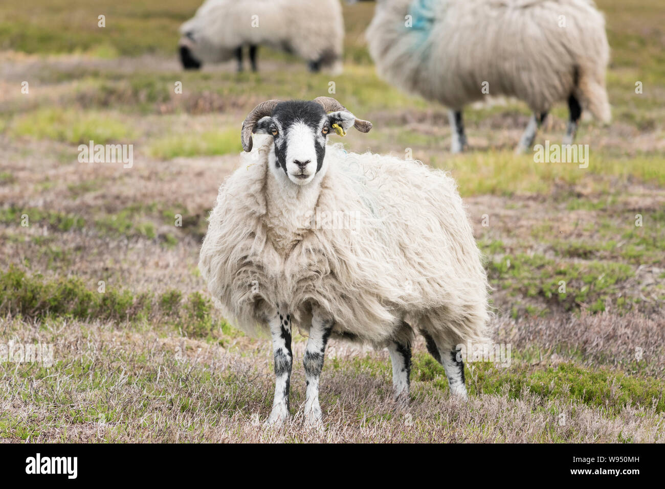 Blackfaced Highland moutons, cette race cornu, également connu sous le nom de Blackface, Kerry, Linton, Écossais des Highlands écossais et la montagne Banque D'Images