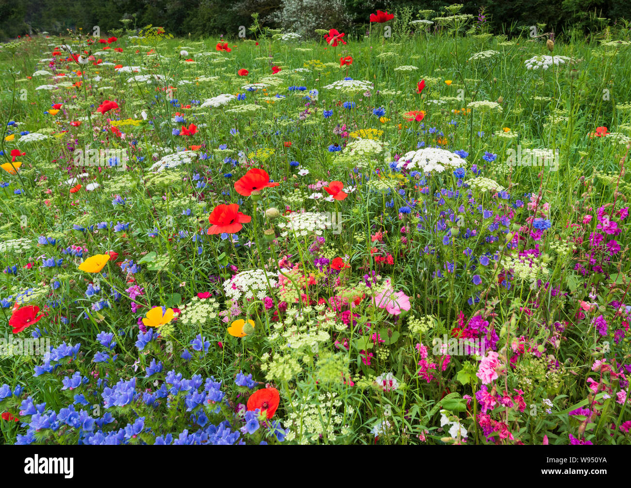 La nature à son plus colorés dans la campagne anglaise en été une profusion de fleurs éclatantes dans une prairie naturelle ensoleillée. Banque D'Images