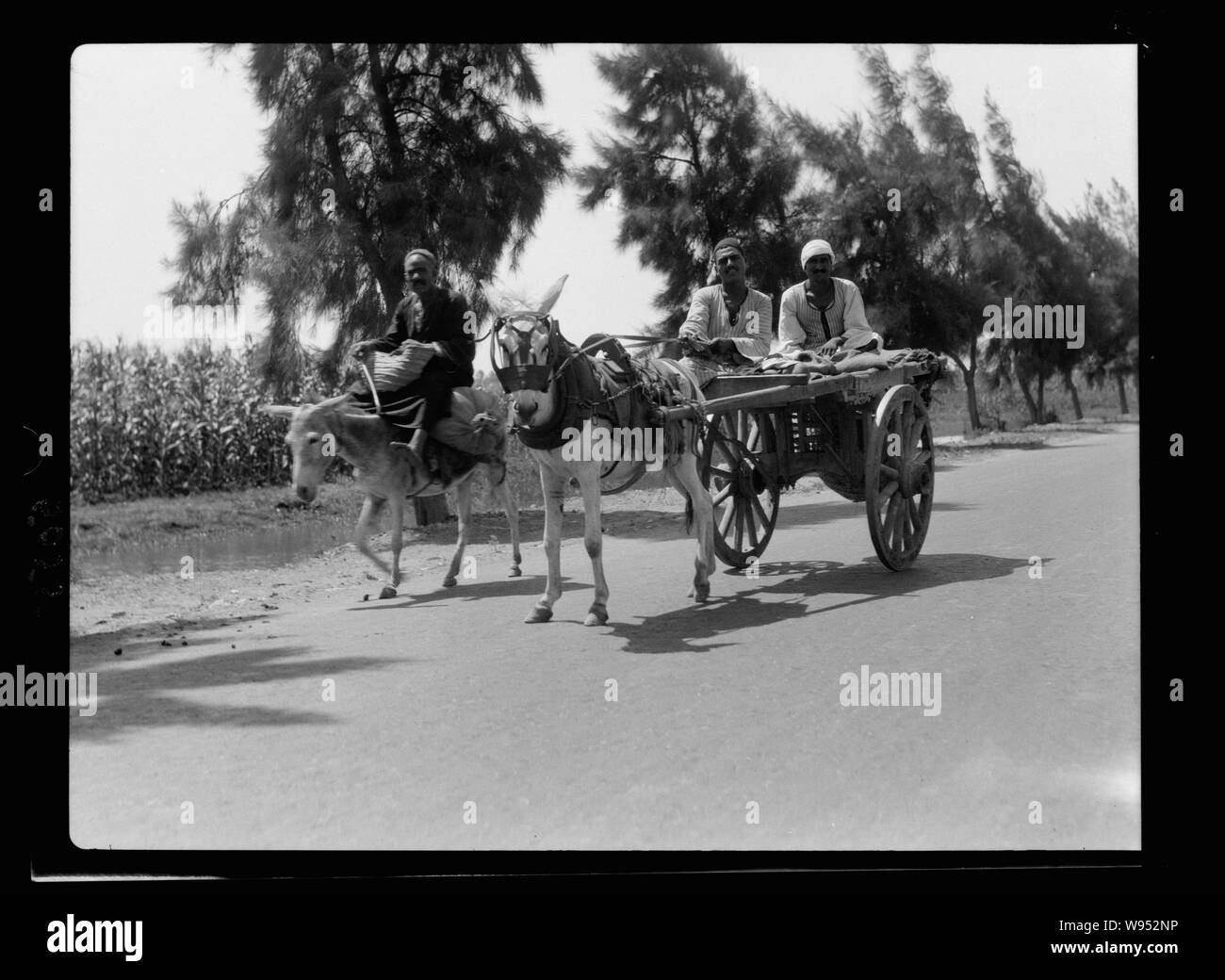 L'agriculture dans l'Égypte. Les paysans d'Égypte typique montrant des ânes et des charrettes à deux roues Banque D'Images