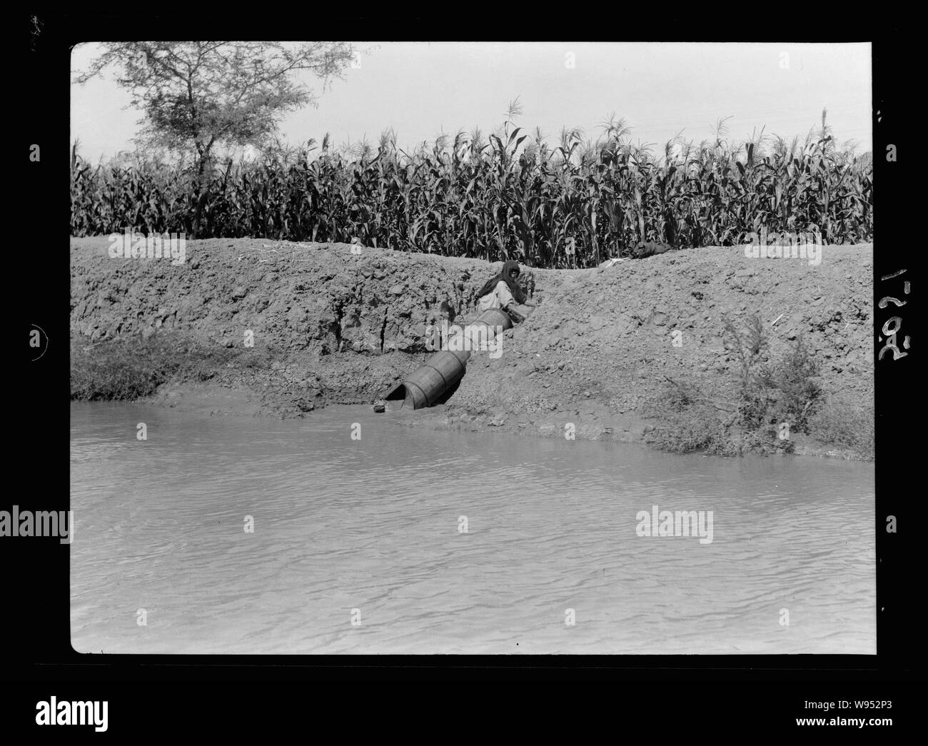 L'agriculture dans l'Égypte. L'irrigation primitif. Un tube en spirale par cylindre tourné une manivelle, élève l'eau Banque D'Images