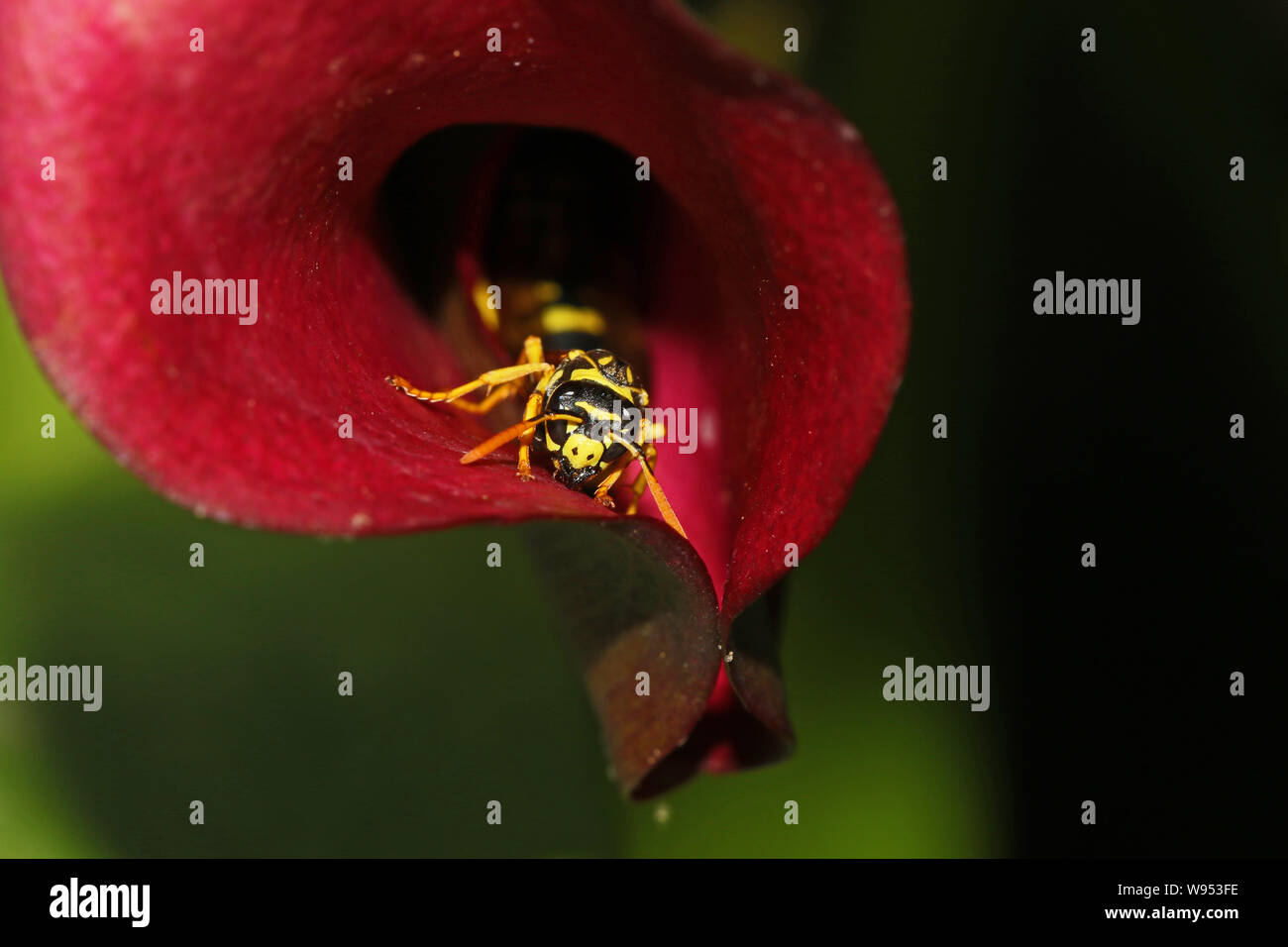 Tree wasp wasp ou papier très proche de dolichovespula sylvestris nom latin ou polistes gallicus mise à l'abri de la chaleur sur une fleur de lis calla Banque D'Images