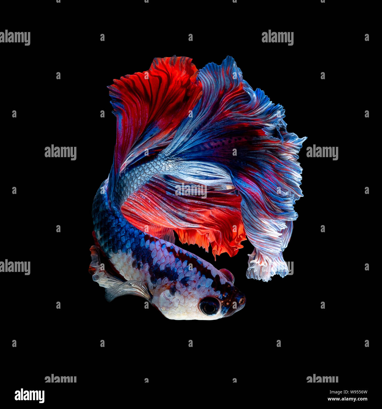 Close up art movement de Betta poisson ou poissons de combat siamois isolé sur fond noir Banque D'Images