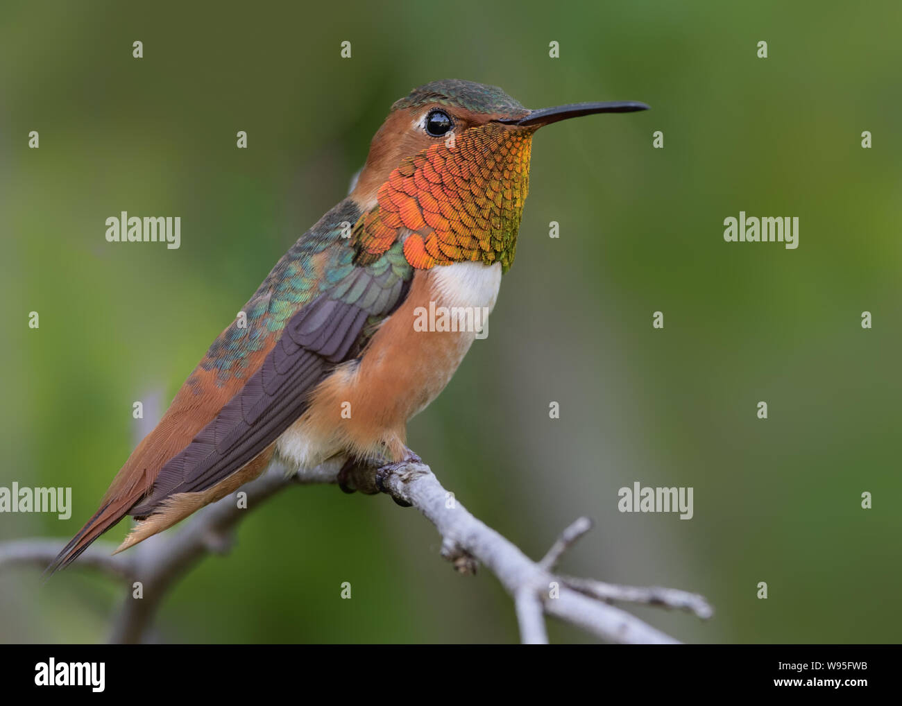 Colibri mâle d'Allen, Selasphorus sasin, montré à Arcadia, Californie, Etats-Unis. Banque D'Images