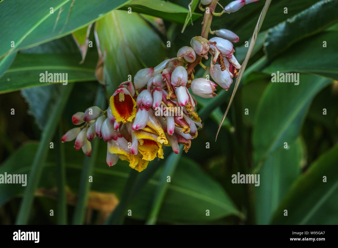 Plante gingembre coquille, jardins botaniques, Adélaïde, Australie du Sud Banque D'Images