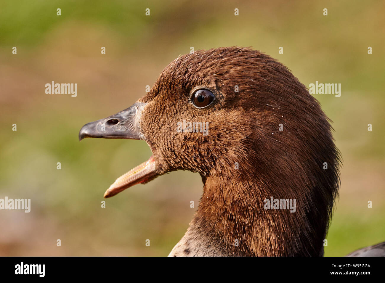 L'un brun mignon canard à bec ouvert dans la nature Banque D'Images L'un brun mignon canard à bec ouvert dans la nature Banque D'Images