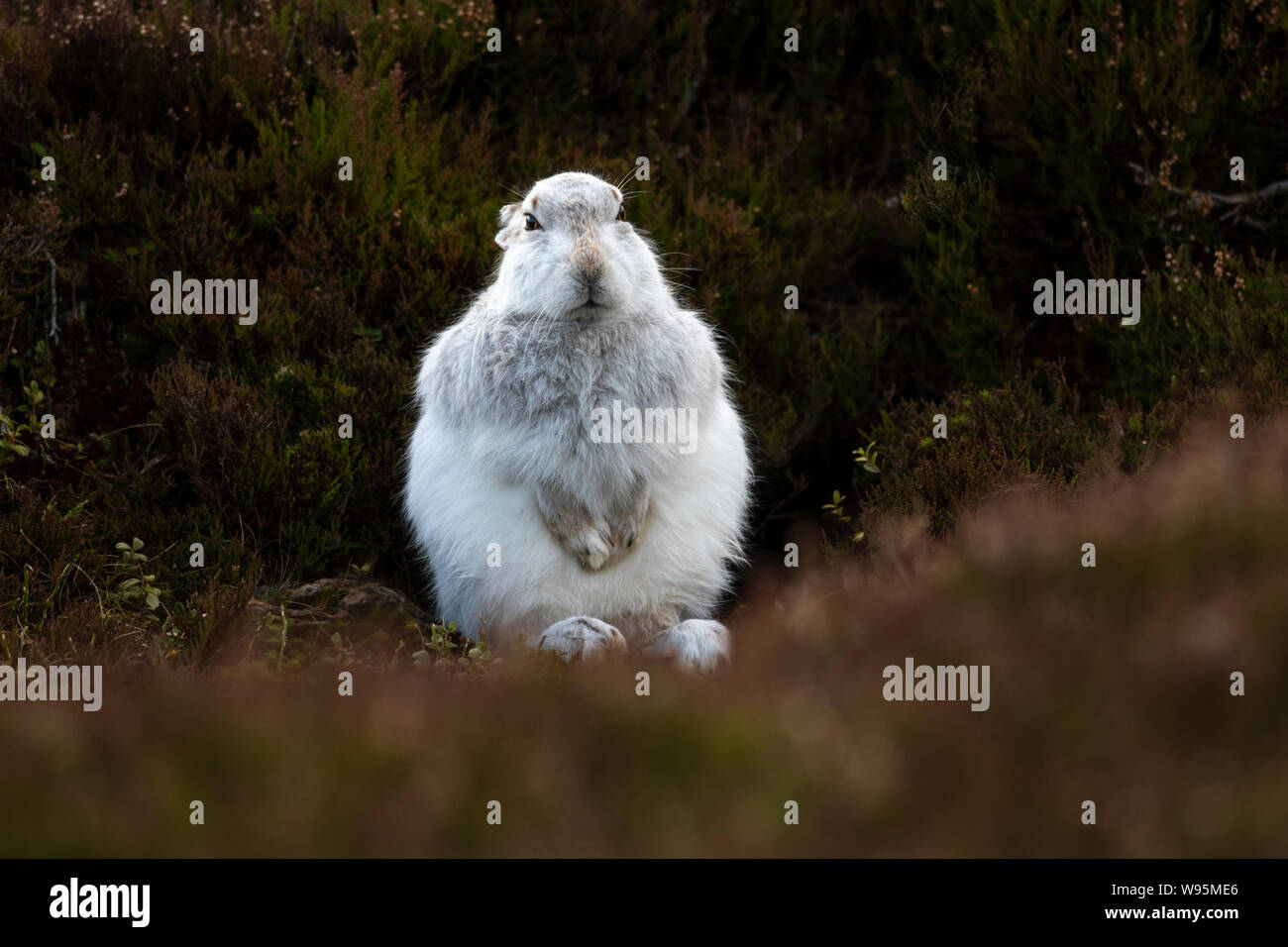 Lièvre variable (Lepus timidus) assis sur la colline en hiver dans les Highlands écossais Banque D'Images