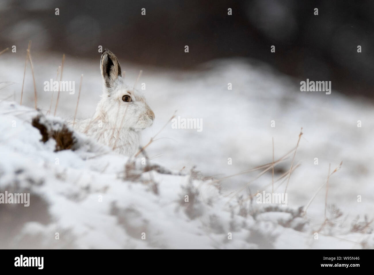 Lièvre variable (Lepus timidus) assis sur la colline en hiver dans les Highlands écossais Banque D'Images