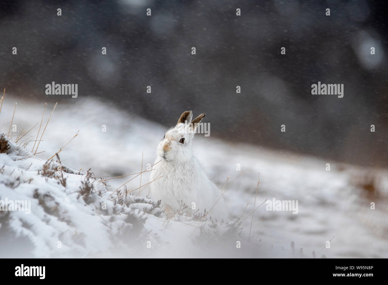 Lièvre variable (Lepus timidus) assis sur la colline en hiver dans les Highlands écossais Banque D'Images