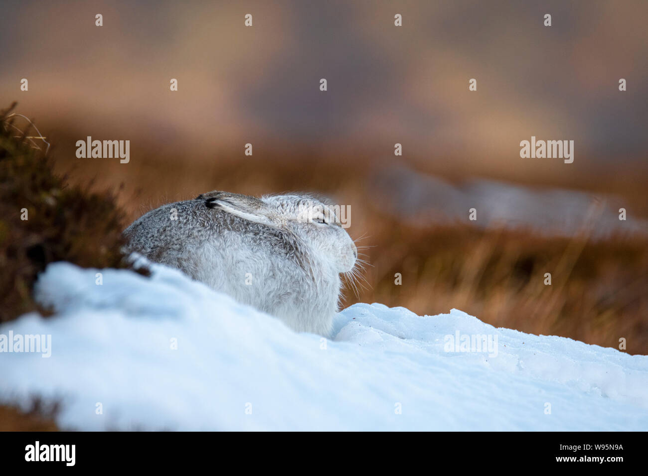 Lièvre variable (Lepus timidus) assis sur la colline en hiver dans les Highlands écossais Banque D'Images