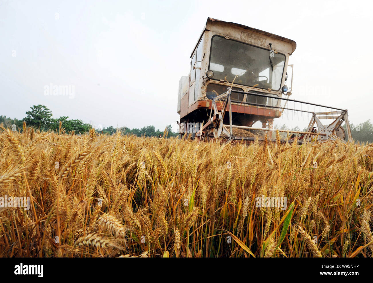 --FILE--Un fermier chinois entraîne une moissonneuse à la récolte du blé dans le domaine de Sunzhuang Gujing village, ville, ville Bozhou, Anhui Chine Moyen-Orient prov Banque D'Images