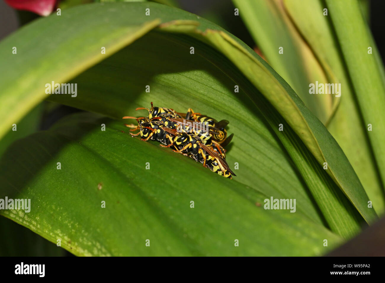Les guêpes guêpes arbre ou de papier très close up nom Latin dolichovespula sylvestris ou polistes gallicus mise à l'abri de la chaleur sur une feuille de zantedeschia Banque D'Images