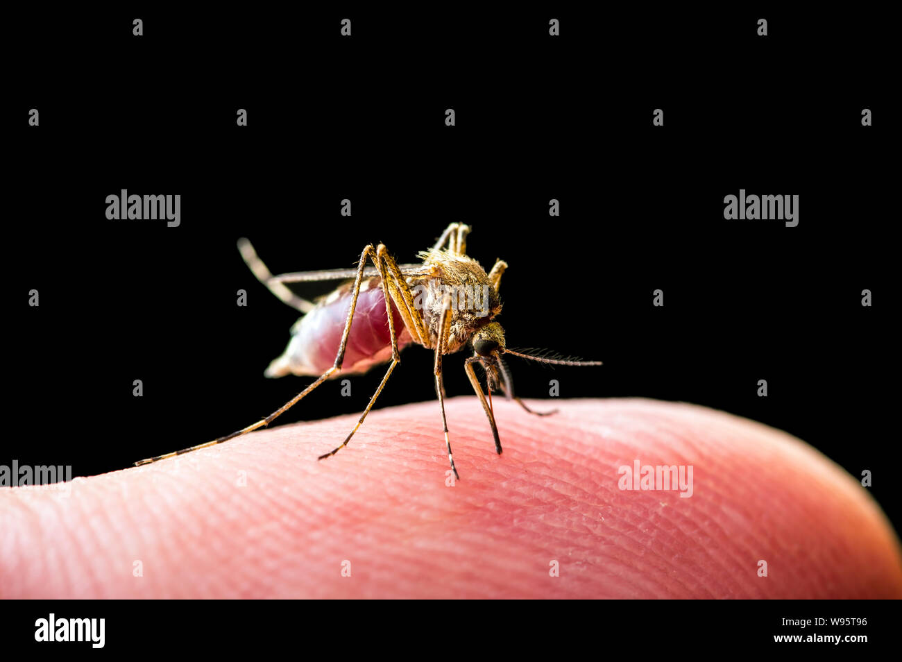 La dengue ou la fièvre jaune, le paludisme ou les maladies infectieuses Virus Zika morsure Moustique isolé sur fond noir Banque D'Images