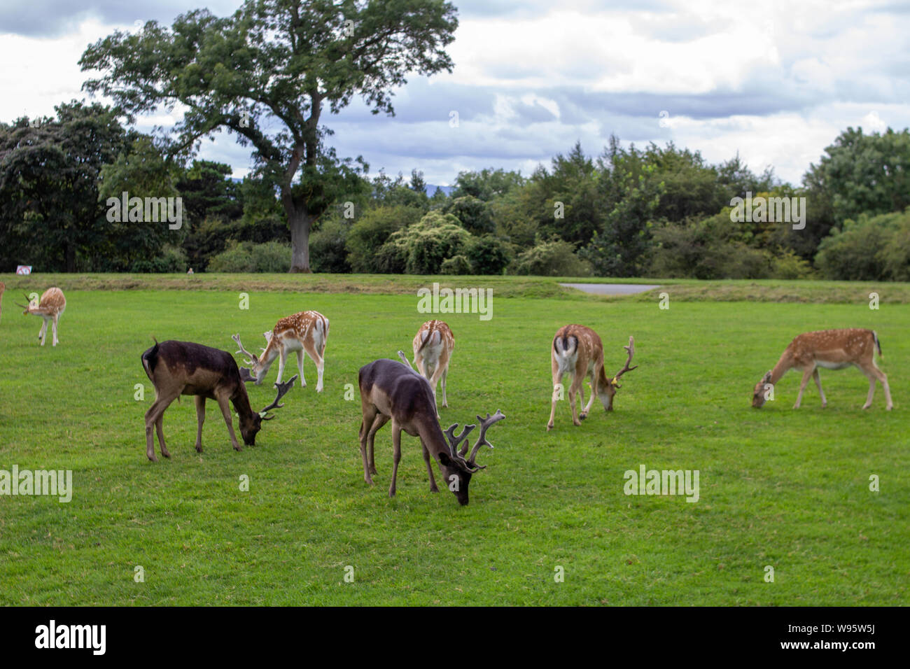 Un troupeau de cerfs dans le Phoenix Park de Dublin, Irlande. Banque D'Images