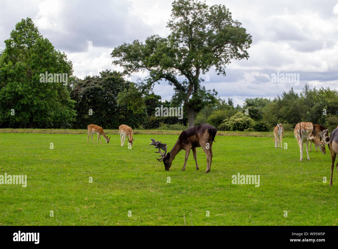 Un troupeau de cerfs dans le Phoenix Park de Dublin, Irlande. Banque D'Images