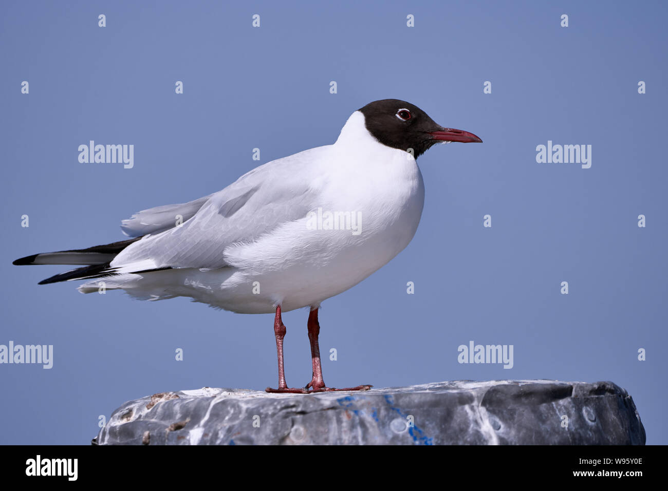 Goéland à tête noire devant le ciel bleu (Larus ridibundus) Banque D'Images