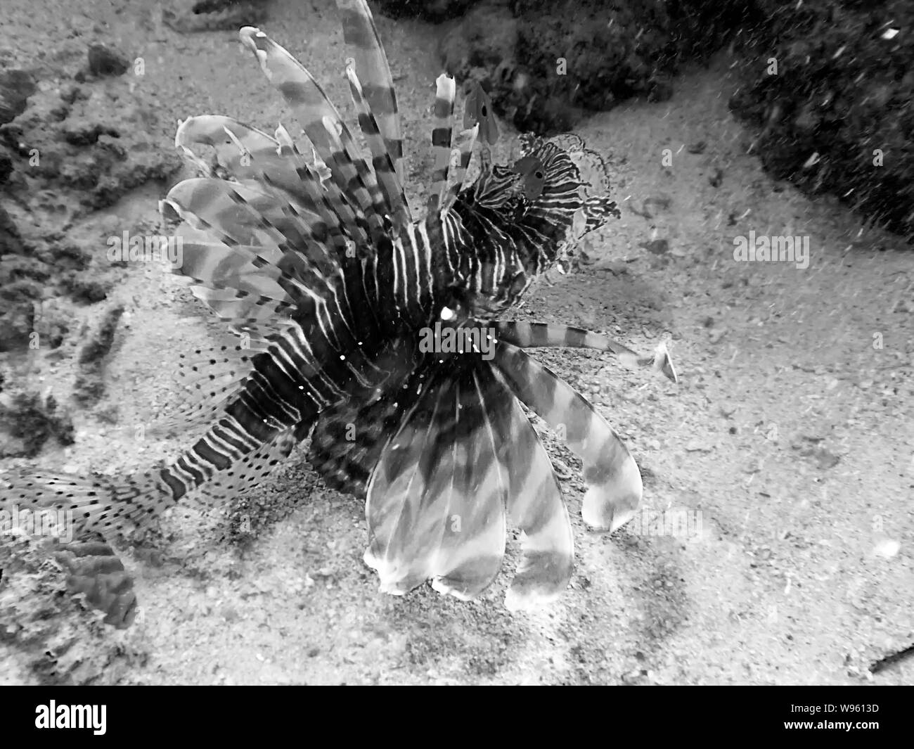 Poisson Lion Pterois volitans (commune) en Mer Rouge Banque D'Images