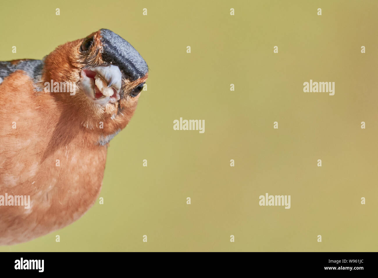 Drôle de chaffinch regardant l'appareil photo avec la nourriture d'oiseau dans son bec (Fringilla coelebs) Banque D'Images