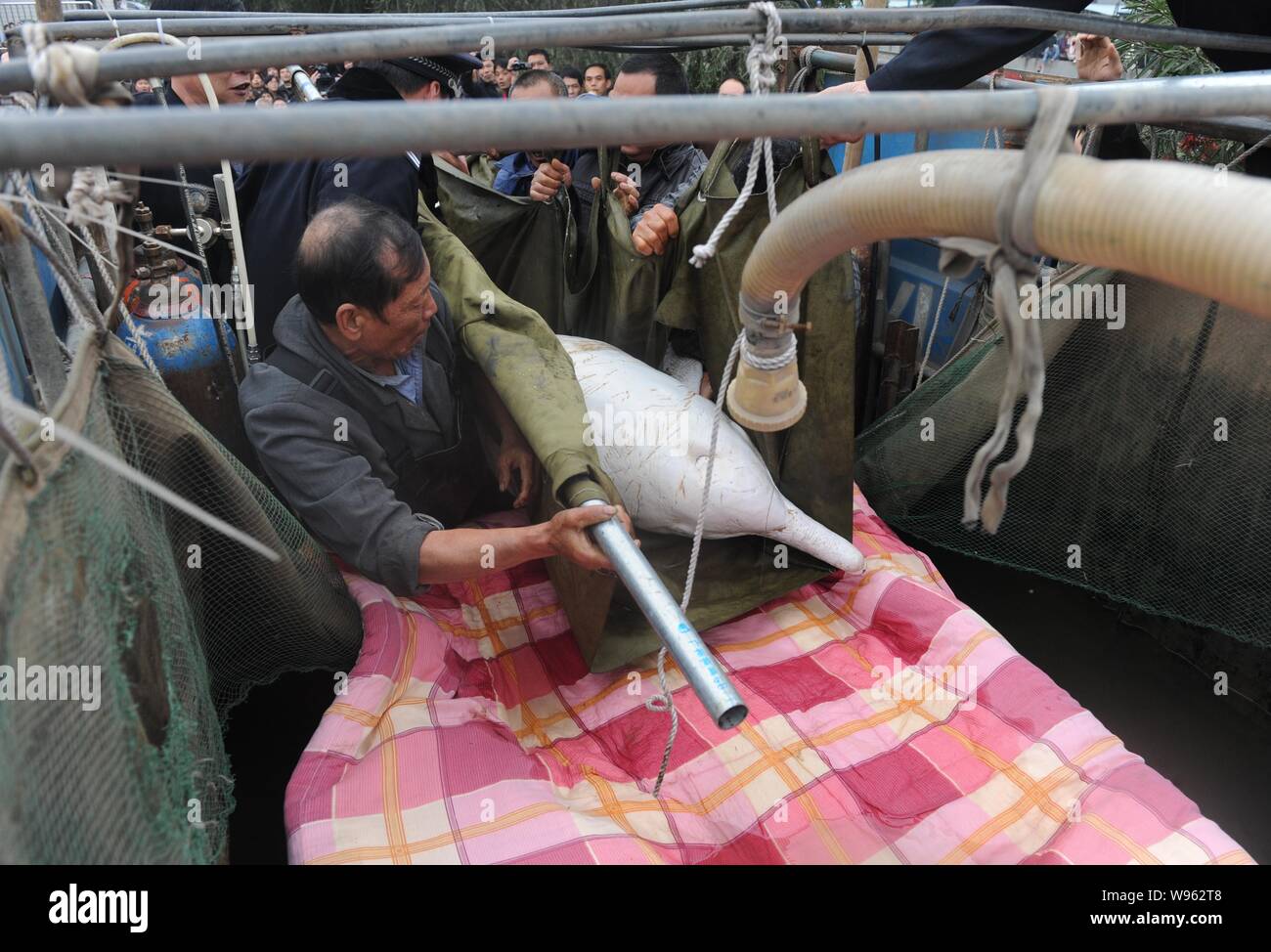 Les sauveteurs soulevez le dauphin blanc chinois dans un camion à Foshan, province du Guangdong, Chine du Sud 12 mars 2012. Un dauphin blanc chinois a été trouvé dans un Banque D'Images