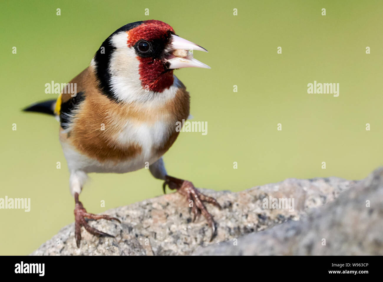 Un chardonneret assis sur un rocher de manger des aliments pour oiseaux (Carduelis carduelis) dans la région de Plittersdorf - Allemagne Banque D'Images