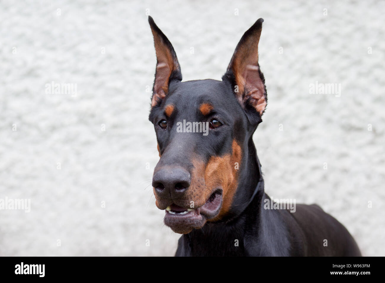 Portrait of a cute dobermann. Isolé sur un fond gris. Animaux de compagnie. Banque D'Images