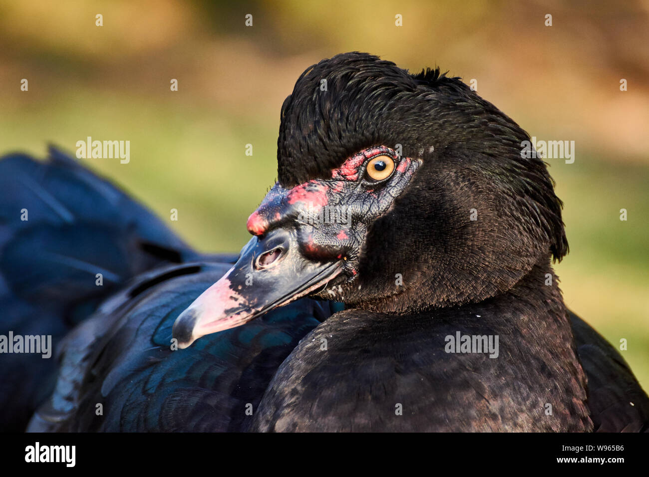 L'un noir Le canard de Barbarie (Cairina moschata) et nature background Banque D'Images