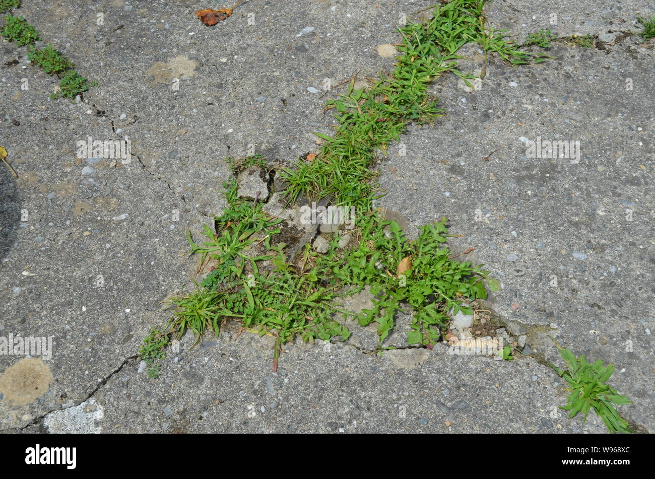 Vieux, béton concassé terrasse avec des plantes qui poussent à partir de la fissures dans un village de montagne du nord du Monténégro Banque D'Images