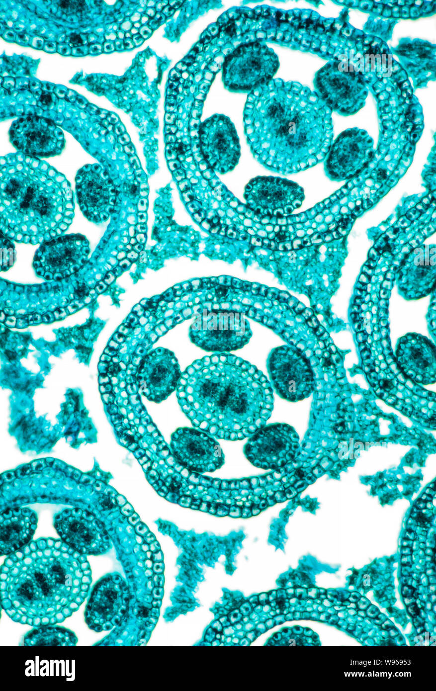 Séneçon jacobée Senecio squalidus, Oxford, bouton floral fond clair photomicrographie TS. Banque D'Images