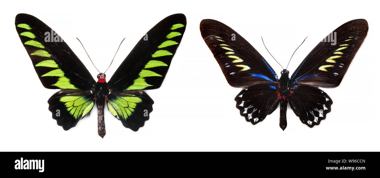 Brookes, Rajah papillon inférieurs et supérieurs de la vue, Troides brookiana albescens Banque D'Images