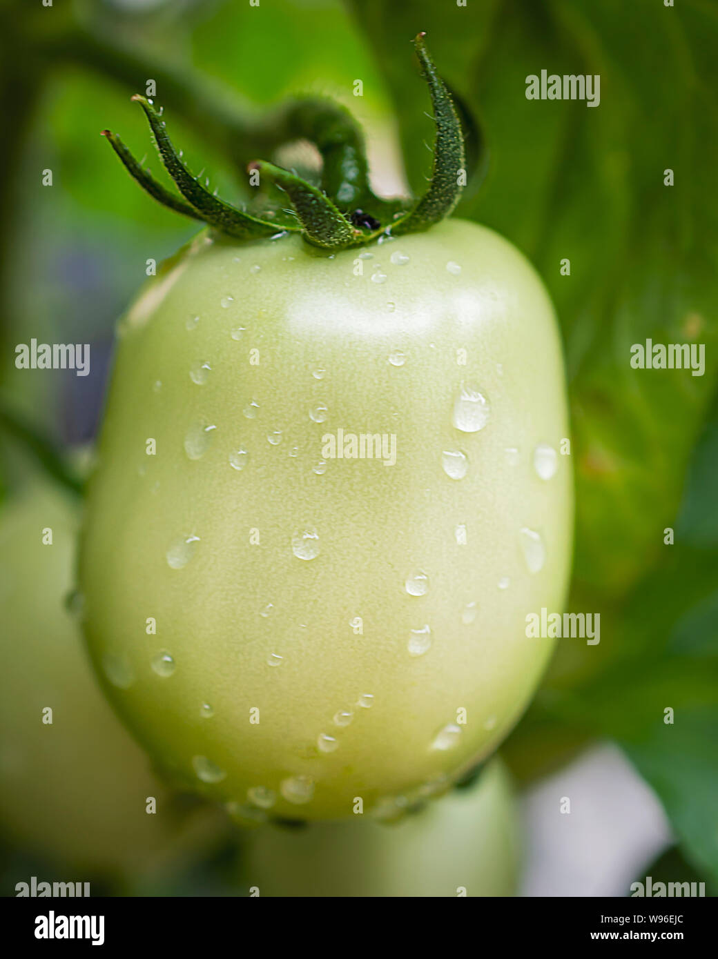 Gros plan d'une tomate Roma vert croissant sur la vigne. Banque D'Images