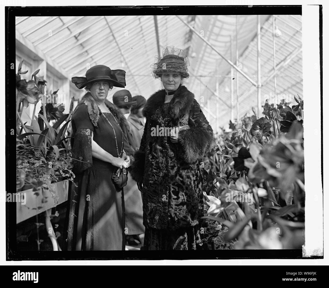 Montrer de l'amaryllis, 1924, 3/15/24 Banque D'Images