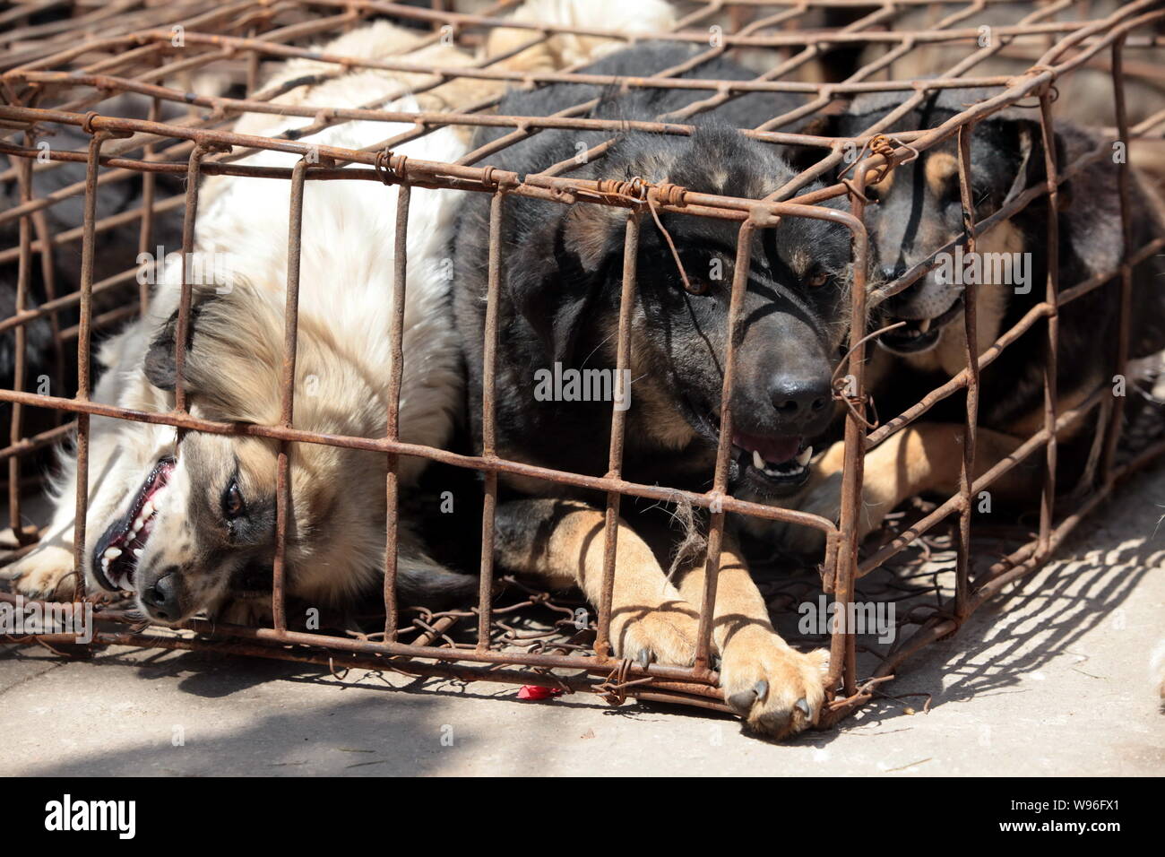 Les chiens qui étaient entassés dans une petite cage sont vus dans le sud-ouest de Kunming, province de Yunnan, Chine 20 avril 2012. À la suite de la plainte Banque D'Images