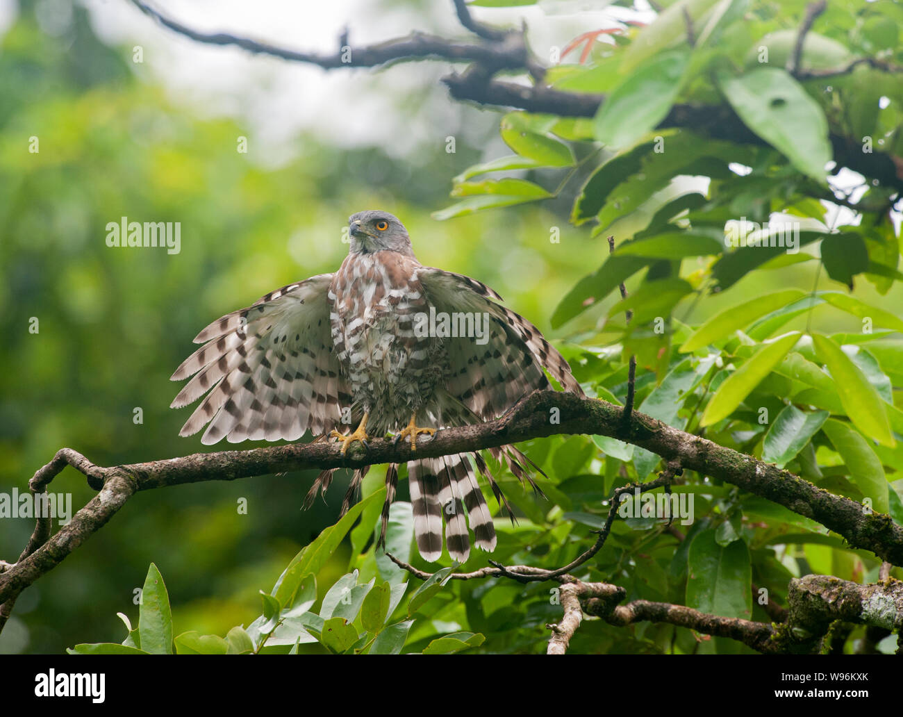 Autour des palombes, Accipiter trivirgatus à crête, le séchage des ailes après la pluie de mousson, Thattekad Bird Sanctuary, Western Ghats, Kerala, Inde Banque D'Images