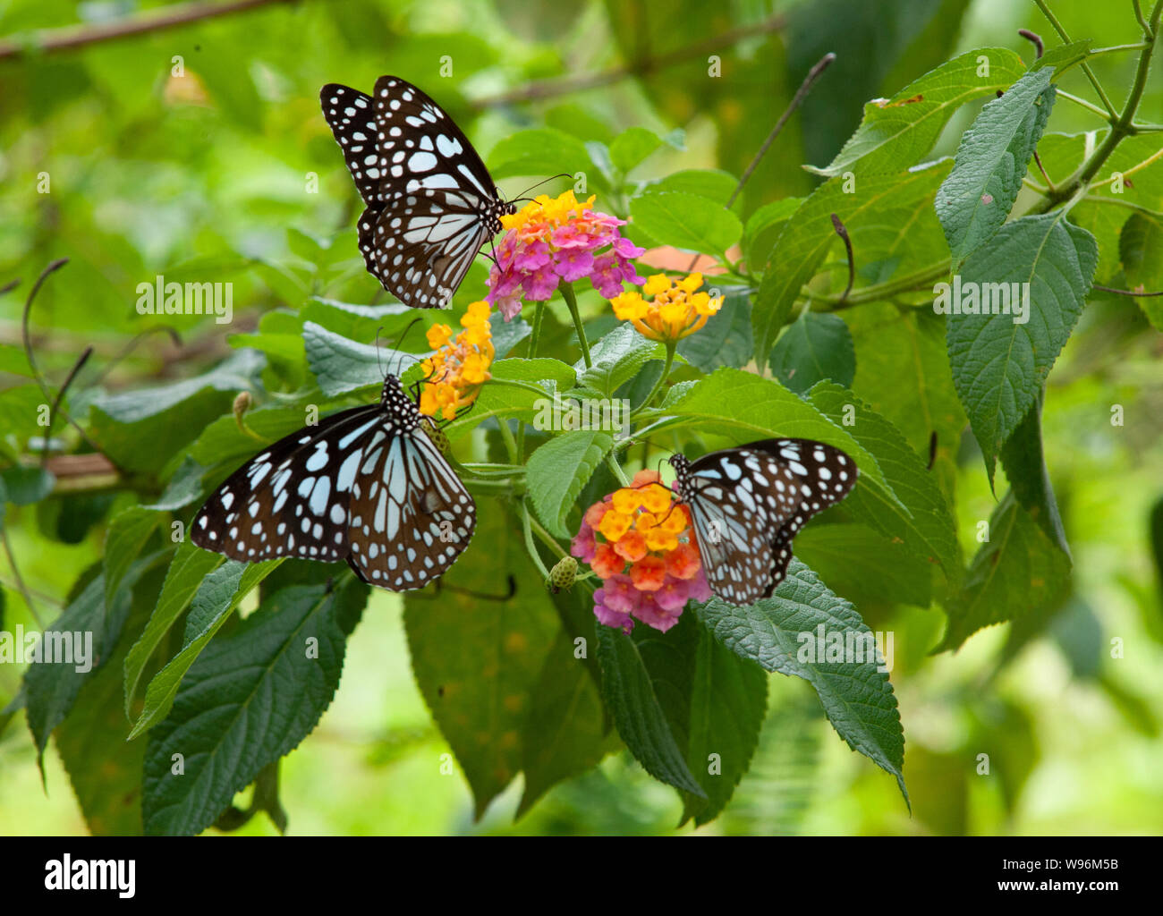 Blue Tiger papillons sur fleurs,Tirumala limniace lantana, Western Ghats, Kerala, Inde Banque D'Images