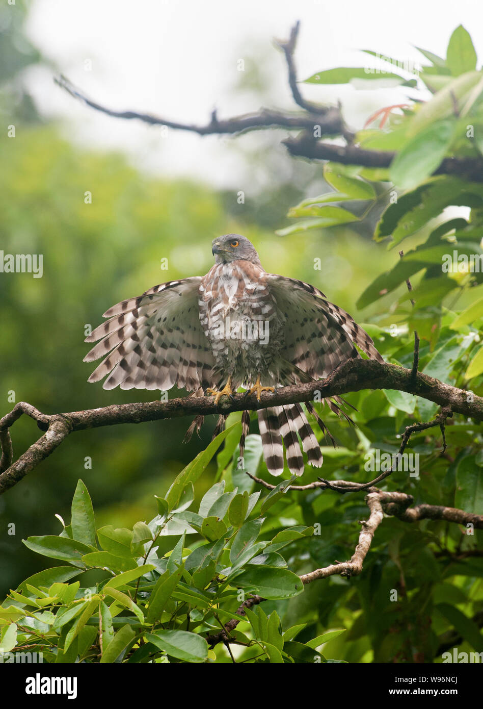 Autour des palombes, Accipiter trivirgatus à crête, le séchage des ailes après la pluie de mousson, Thattekad Bird Sanctuary, Western Ghats, Kerala, Inde Banque D'Images