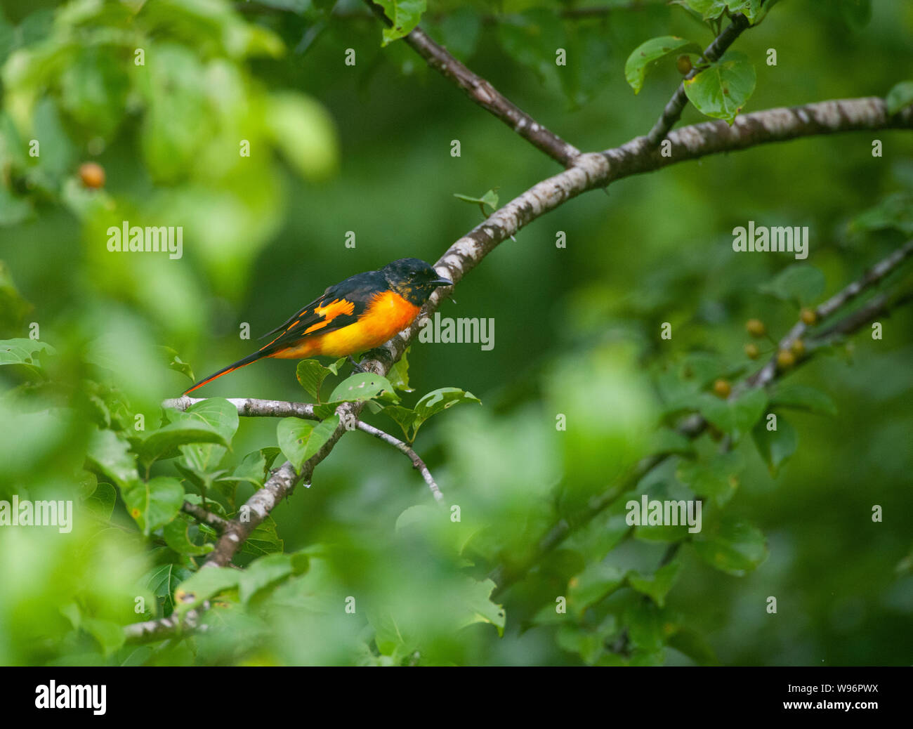 Minivet Rouge Orange mâle, Pericrocotus flammeus, Thattekad Bird Sanctuary, Western Ghats, Kerala, Inde Banque D'Images