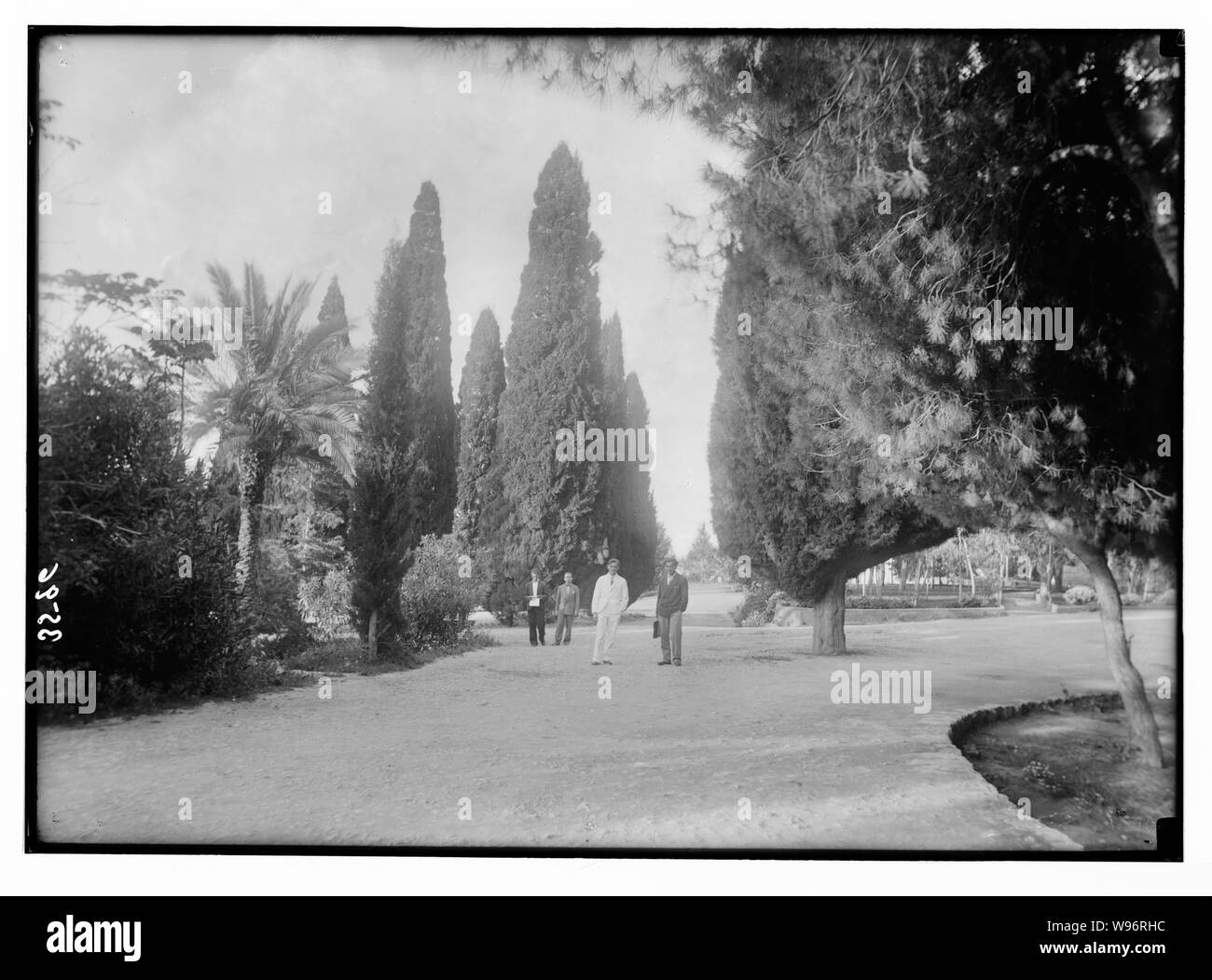 Université américaine. Beyrouth, (A.U.B.). Terrains des campus. Pittoresque montrant cyprès et palmiers, etc. Banque D'Images