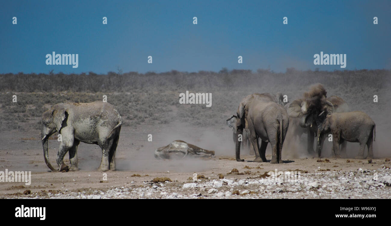 Les éléphants jouant dans la poussière Banque D'Images