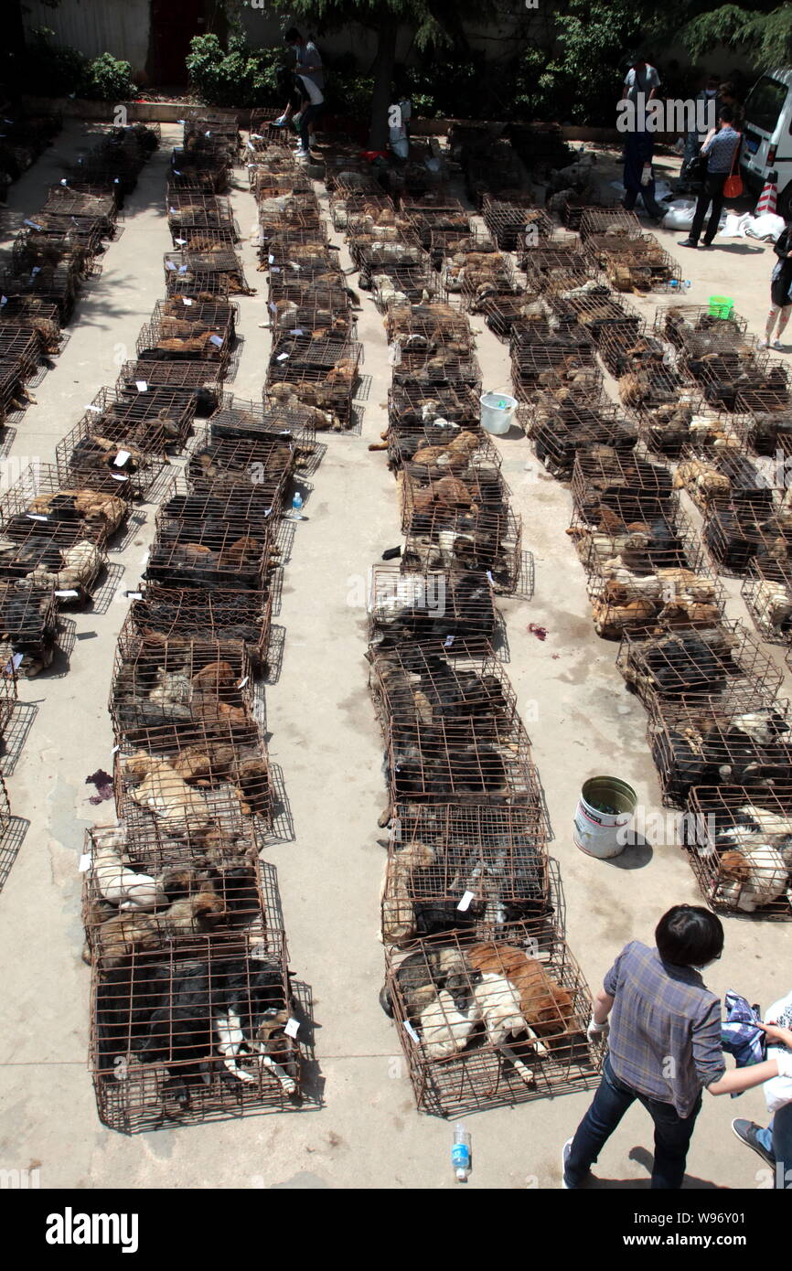 Les chiens en cage sont vus dans le sud-ouest de Kunming, province de Yunnan, Chine 20 avril 2012. À la suite de l'augmentation de plaintes du public sur l'interdiction des chiens lancés par H Banque D'Images