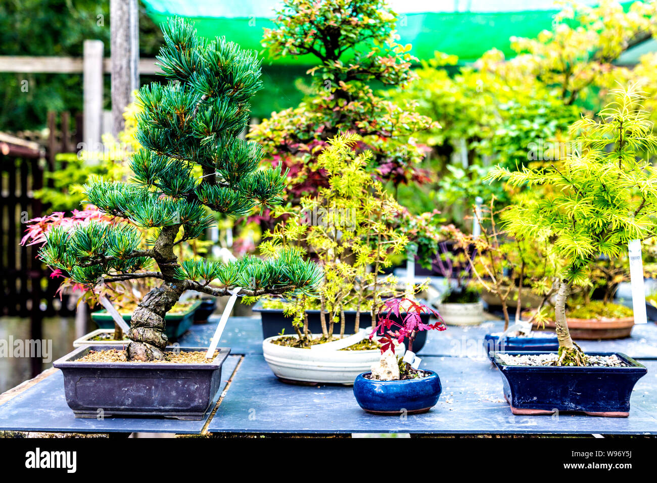 Une sélection de bonsaï à la vente à la Le Jardin Japonais à St Mawgan, Cornwall, UK Banque D'Images