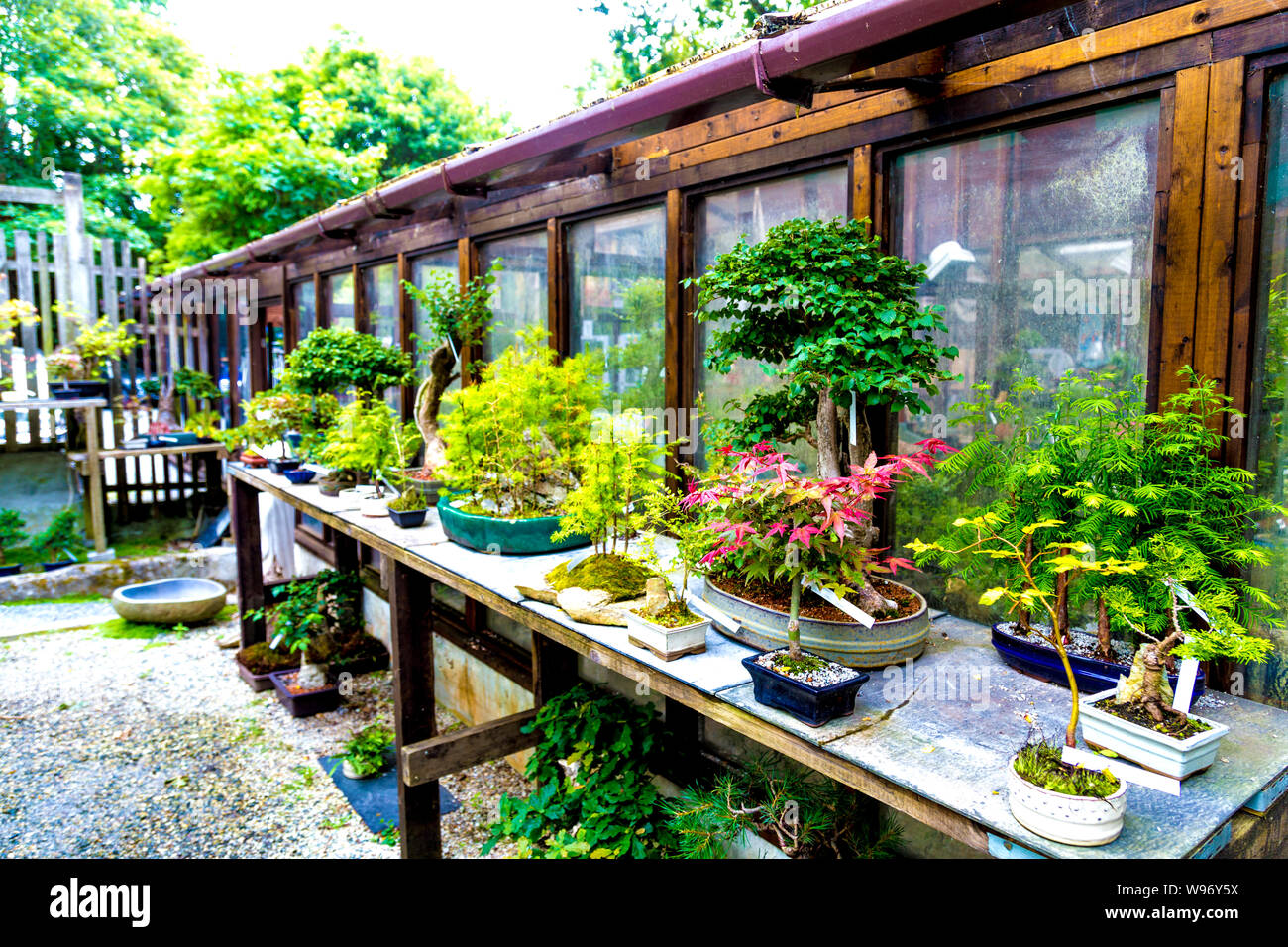 Le Jardin Japonais bonsai shop à St Mawgan, Cornwall, UK Banque D'Images
