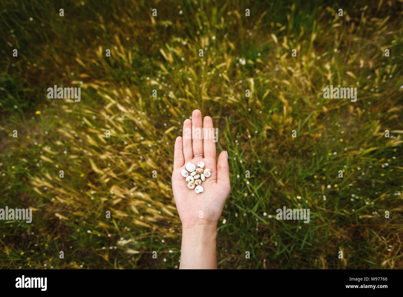 Les Escargots dans un palm féminin sur un fond d'herbe. Concept écologique. Banque D'Images