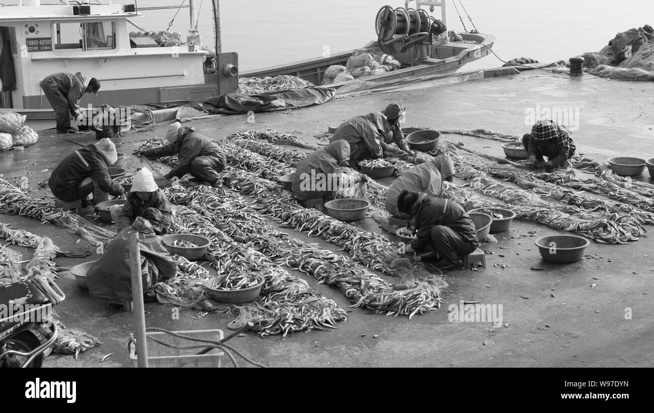 Groupe de Fisher à classifier leurs réunions dans le marché de Port Jumunjin Banque D'Images