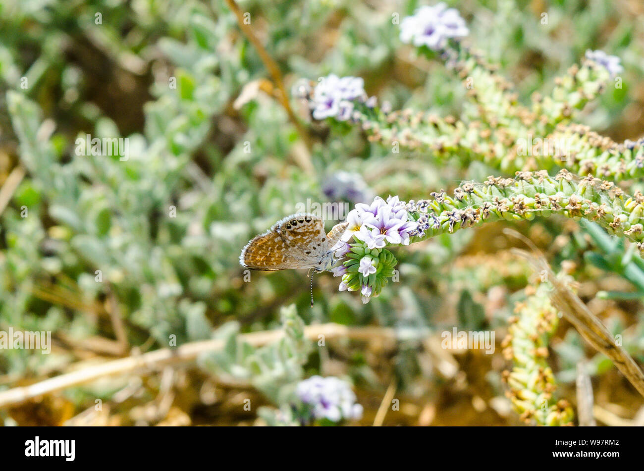 Un papillon bleu pygmée occidental (Brephidium exilis) au refuge National de la faune de San Luis dans la vallée centrale de Californie États-Unis Banque D'Images