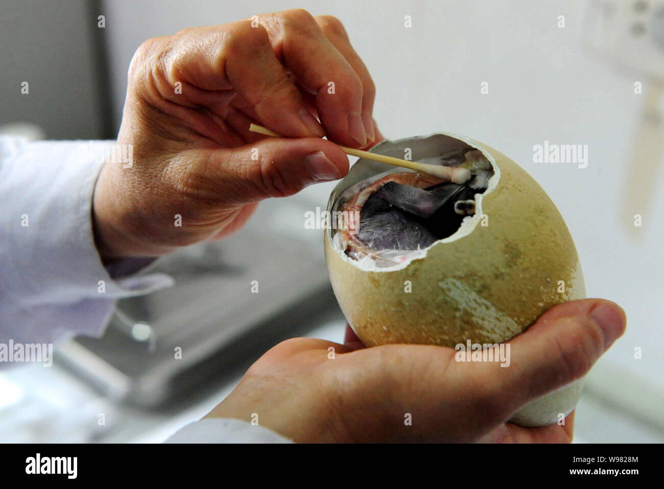 Un aquarium chinois travailleur effectue une opération sur un ovule pour briser la coquille pour aider avec le processus d'incubation à l'Laohutan Aquarium Pôle à Dalian Banque D'Images